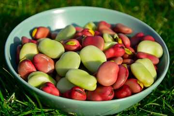 kolorowe nasiona bobu w misce, czerwony i żółty bób, wyłuskane nasiona bobu, Vicia faba, Fresh broad bean seeds in a bowl, shelled broad bean seeds, odmiana Karmazyn i Windsor Biały	