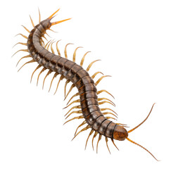 Brown centipede insect isolated on transparent background, multi-legged creepy crawler with detailed segments