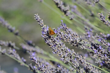 small butterfly sunning on lavender