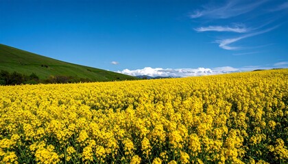 Obraz premium Vast yellow flower field under sunny sky