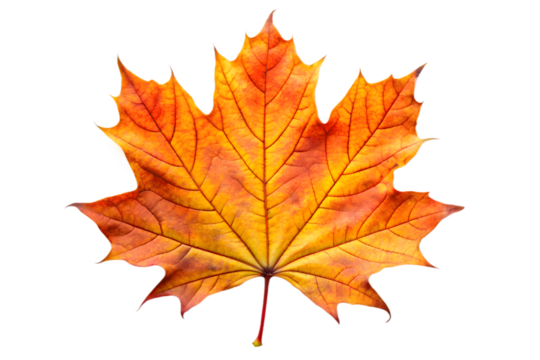 Single orange and yellow maple leaf isolated on transparent background