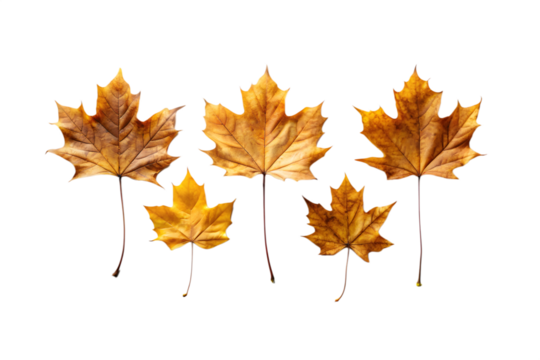 Collection of five golden yellow and brown maple leaves during autumn, isolated on transparent background