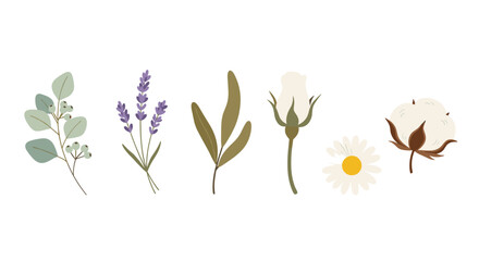 Botanical Illustration Set Featuring Delicate Flowers and Plants on White