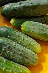 Organic cucumbers from home garden in yellow basin, close-up