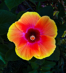 Red and Yellow Hibiscus 