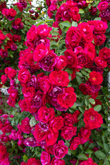 Blooming Red Roses in Garden Background