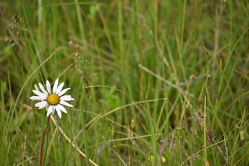 flower on grass