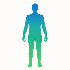 Silhouette of a human body illustration in gradient blues and greens on a white background. concept of health, fitness, body anatomy, wellness