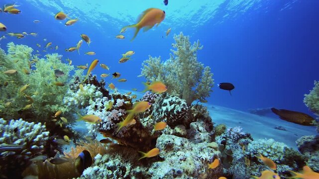 Underwater Tropical Sea Colourful Fish. Tropical colourful underwater seascape. Underwater fish garden reef. Reef coral scene. Coral garden seascape.