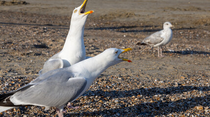 seagulls on the beach