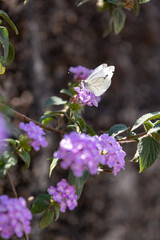White butterfly feeding on purple lantana flowers in nature