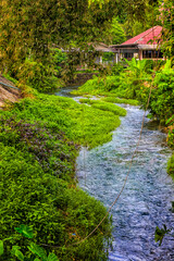 A picturesque bend of a small mountain river surrounded by dense tropical vegetation. 