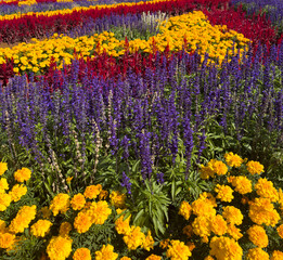 Purple salvia, yellow marigold and red cockscomb flowers in a garden on a sunny day