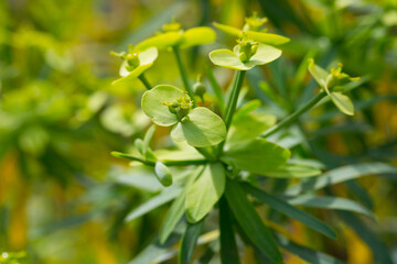 Obraz premium Leaves of Tabaiba salvaje (Euphorbia regis-jubae) closeup. Canary Islands