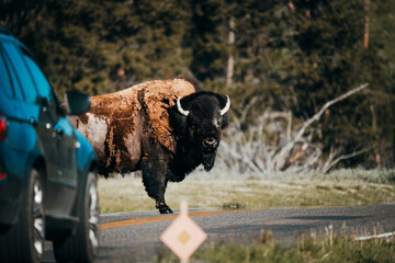 Bison Jam Yellowstone National Park