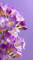 Obraz premium Close-up of a cluster of freesia flowers. Soft, vibrant purple and white blooms in various stages of opening. Blends of color and delicate textures. Against a soft, light purple background