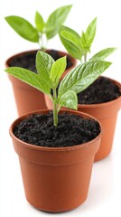 Three small plants in terracotta pots, vibrant green leaves emerging from dark soil