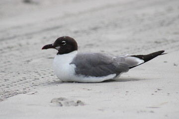 Seagull Resting on Sandy Beach Near Ocean Waves at Dawn, Showcasing Its Unique Black Head and Gray Feathers in Peaceful Coastal Environment