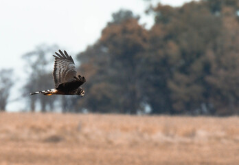 Ave en la Naturaleza