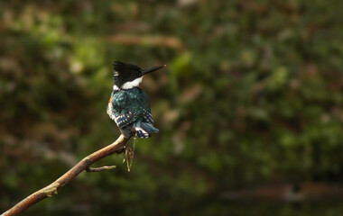 Ave en la Naturaleza