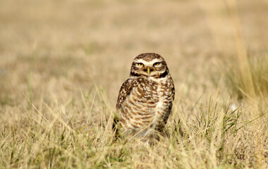Ave en la Naturaleza