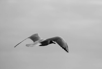 Ave en la Naturaleza