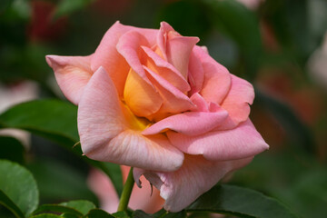 Rosa-gelbfarbene Kulturrose