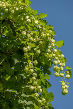 Wilder Hopfen