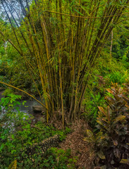 Tall bamboo stalks grow on the bank of a small stream surrounded by dense tropical vegetation.  