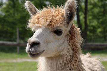 A llama being gently shorn for its valuable wool, a serene process on a sunny, peaceful farm afternoon.