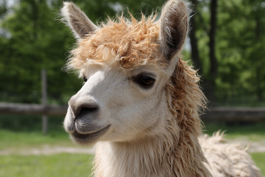 A llama being gently shorn for its valuable wool, a serene process on a sunny, peaceful farm afternoon.
