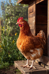 A classic wooden chicken coop bathed in warm sunlight, symbolizing wholesome, traditional farm living.