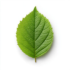 Obraz premium Simple green leaf 
