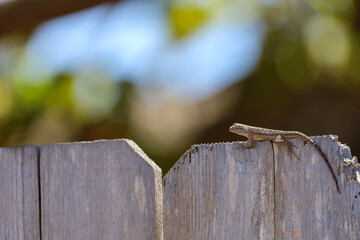 A house lizard on top of an old wooden fence at a home's back yard in southern California.