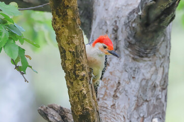 Male Red-Bellied Woodpecker playing Peek-a-boo