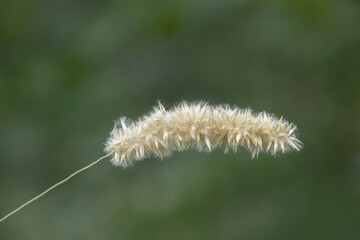 Hairy melic or silky spike melic (Melica ciliata). Close up of dried plant on grenn background. Copy space.
