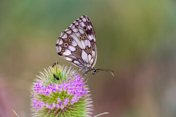 A marbled white butterfly on purple flower. Butterfly on pink flower. Summer in Greece. Copy space. Natural background. Melanargia galathea.