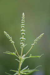 A beautiful flower of chaste tree iwith green seeds. Vitex agnus-castus  isolated on nature background.