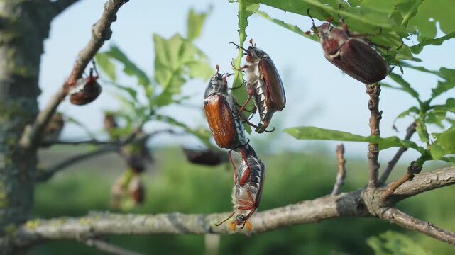 Reproduction and mating period of insects. Male and female May beetles mate hanging on a gnawed leaf of a tree. Coccchafer, insect pests crawl on the tree, mate and eat green shoots of the plant.