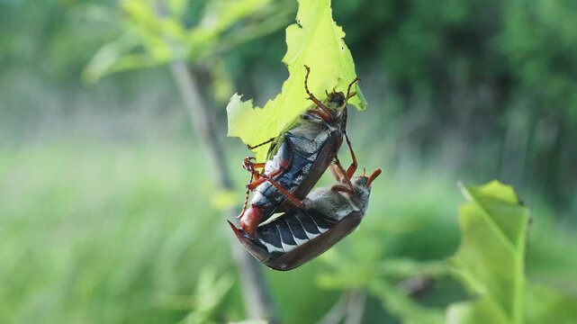 Mating season of insects, cockchafer. Male insect fertilizes female. Mating of a beetle in its natural habitat. May beetles mate hanging on a gnawed leaf of a tree, swaying in wind. Close-up.