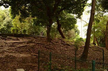 Parque urbano no centro de Fortaleza, Ceará com área verde preservada, chão coberto de folhas secas