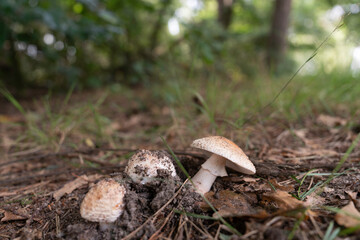  mushroom, first 2025, Nature, summer, Velp, Veluwe