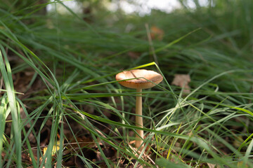  mushroom, first 2025, Nature, summer, Velp, Veluwe