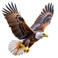 Obraz premium American bald eagle flying with wings spread wide against a blue sky