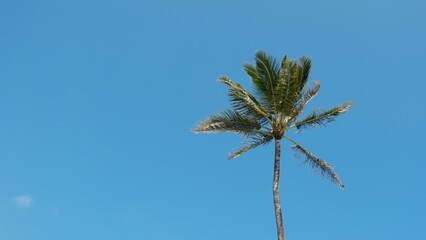 Palm tree in Hawaii 