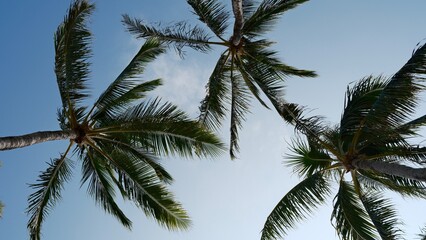 Naklejka premium palm tree in Hawaii
