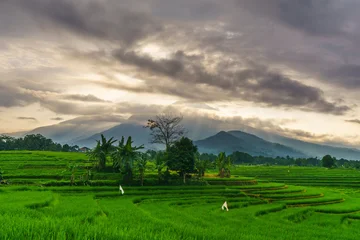 Foto auf Acrylglas Grün Beautiful morning view indonesia panorama landscape forest with beauty color and sky natural light  © rahmadhimawan