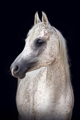 Arabian horse mare with white red roan coat color on black background – elegant horse black shot