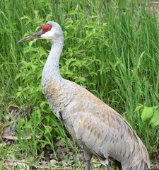 A Sandhill Crane (Antigone canadensis) - a species of cranes from North America.