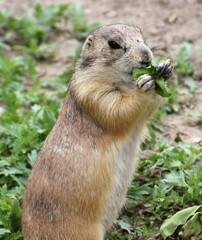 A Prairie dog (ground squirrel) eating plants in the Great Plains.